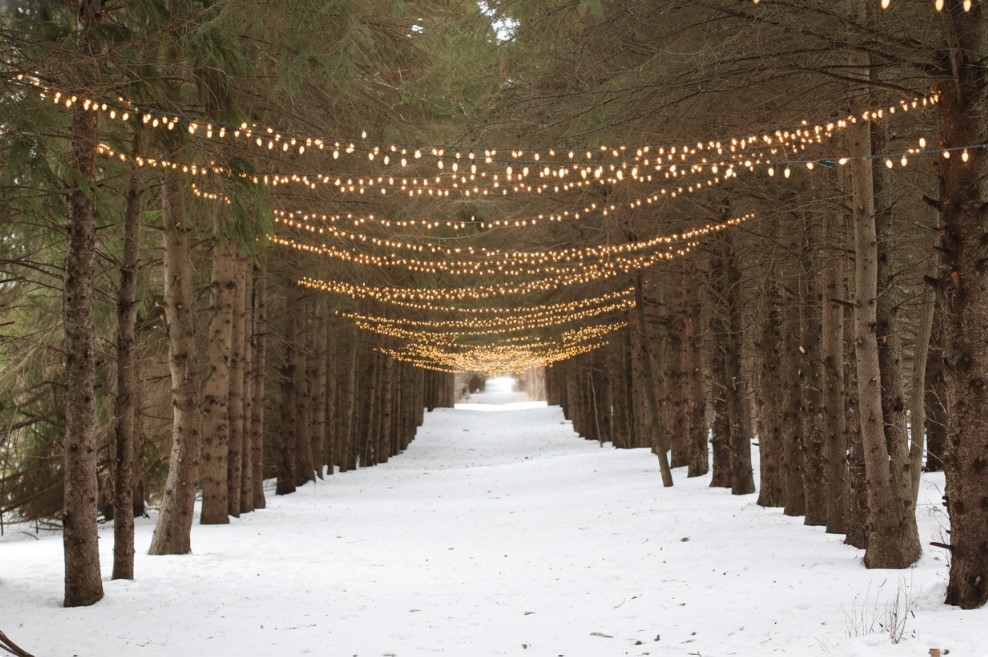 Multiple rows of string lights hung from two rows of tall pine trees