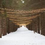 String lights hung from pine trees above a snowy ground