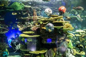 Football helmets submerged in tanks around aquarium
