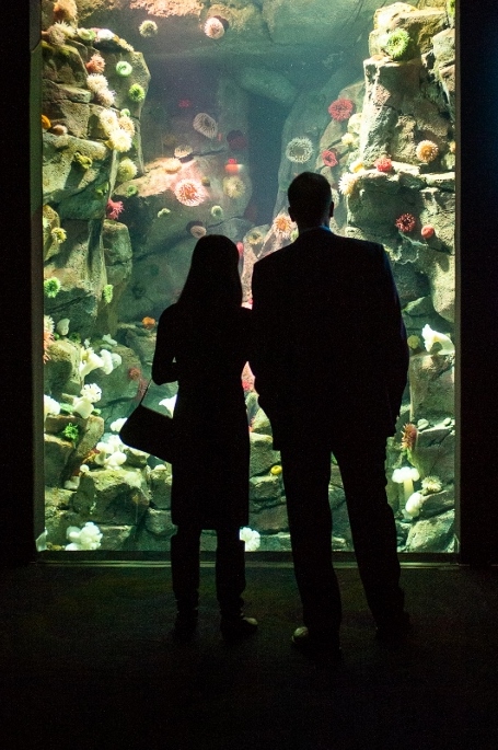 under-the-sea-an-evening-at-ripleys-aquarium-03