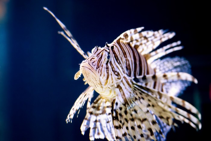 under-the-sea-an-evening-at-ripleys-aquarium-04