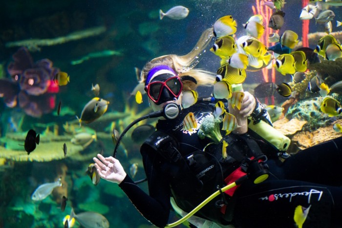 under-the-sea-an-evening-at-ripleys-aquarium-16